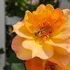 gardenofgold